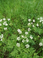 Anthriscus sylvestris