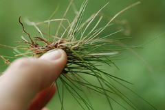 Festuca heterophylla