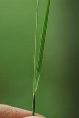 Festuca heterophylla