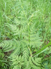 Anthriscus sylvestris