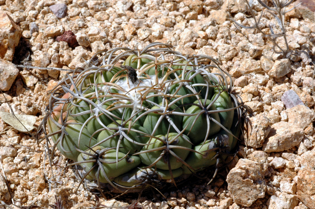 Coryphantha Elephantidens Bumamma In December 2006 By Vicsteinmann 