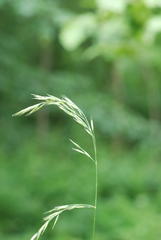 Festuca heterophylla