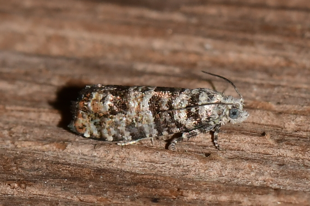 Minute Pitch-blister Moth