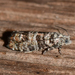 Minute Pitch-blister Moth - Photo (c) Royal Tyler, some rights reserved (CC BY-NC-SA), uploaded by Royal Tyler