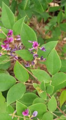 Lespedeza maximowiczii