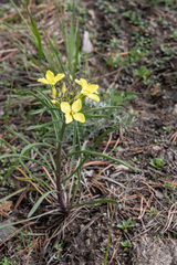 Erysimum flavum