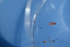 Entomobrya clitellaria