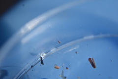 Entomobrya clitellaria