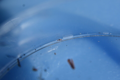 Entomobrya clitellaria