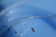 Entomobrya clitellaria