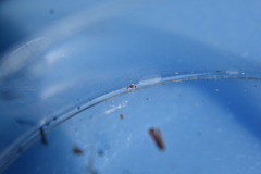Entomobrya clitellaria