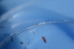 Entomobrya clitellaria