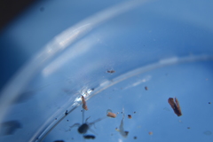 Entomobrya clitellaria