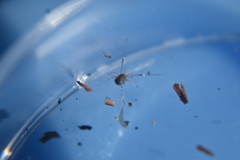 Entomobrya clitellaria