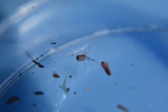 Entomobrya clitellaria