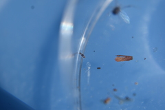 Entomobrya clitellaria