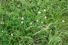 Achillea roseo-alba