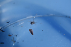 Entomobrya clitellaria