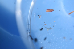 Entomobrya clitellaria