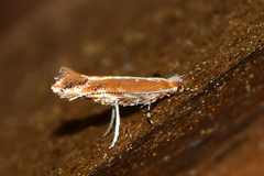 Cameraria quercivorella