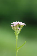 Achillea roseo-alba