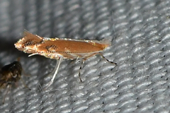 Cameraria quercivorella