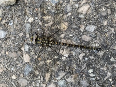 Gomphaeschna furcillata