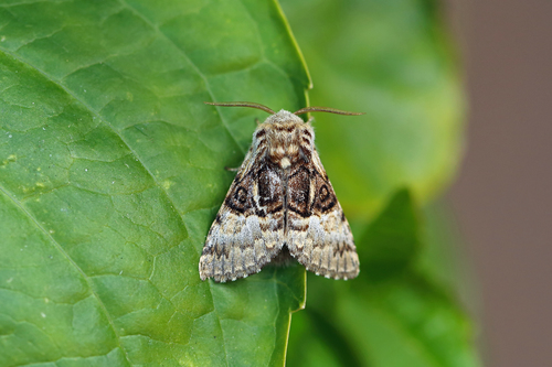 Nut-Tree Tussock