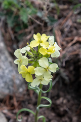 Erysimum flavum