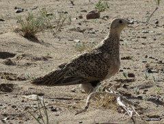 Syrrhaptes paradoxus