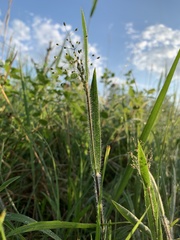 Dichanthelium praecocius