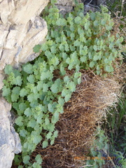 Phacelia perityloides