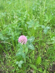 Trifolium pratense