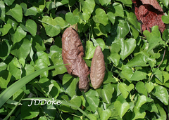 Aristolochia gigantea