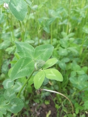 Trifolium pratense