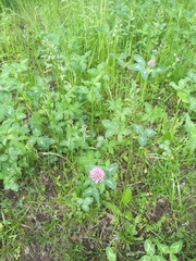 Trifolium pratense