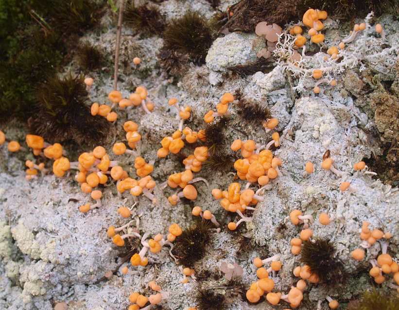 Dibaeis arcuata image