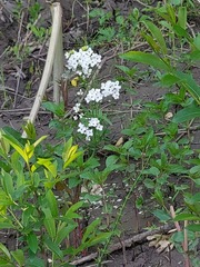 Armoracia sisymbrioides