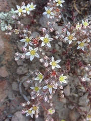 Dudleya blochmaniae blochmaniae