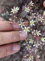 Dudleya blochmaniae blochmaniae