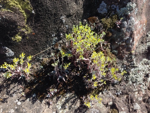 Dudleya verityi