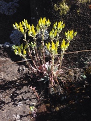 Dudleya verityi
