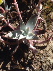 Dudleya verityi