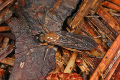 Xylophagidae