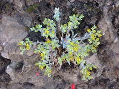 Dudleya verityi