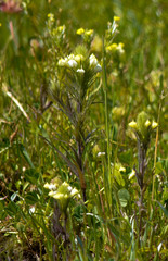 Castilleja rubicundula lithospermoides