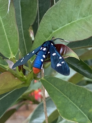 Polka-Dot Wasp Moth