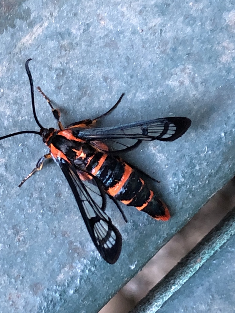 Douglas-fir Pitch Moth