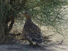 Syrrhaptes paradoxus