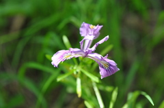 Iris tenax
